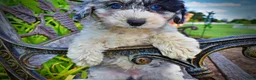 Havapoo dogs for sale: Bluebelle - Ad 4