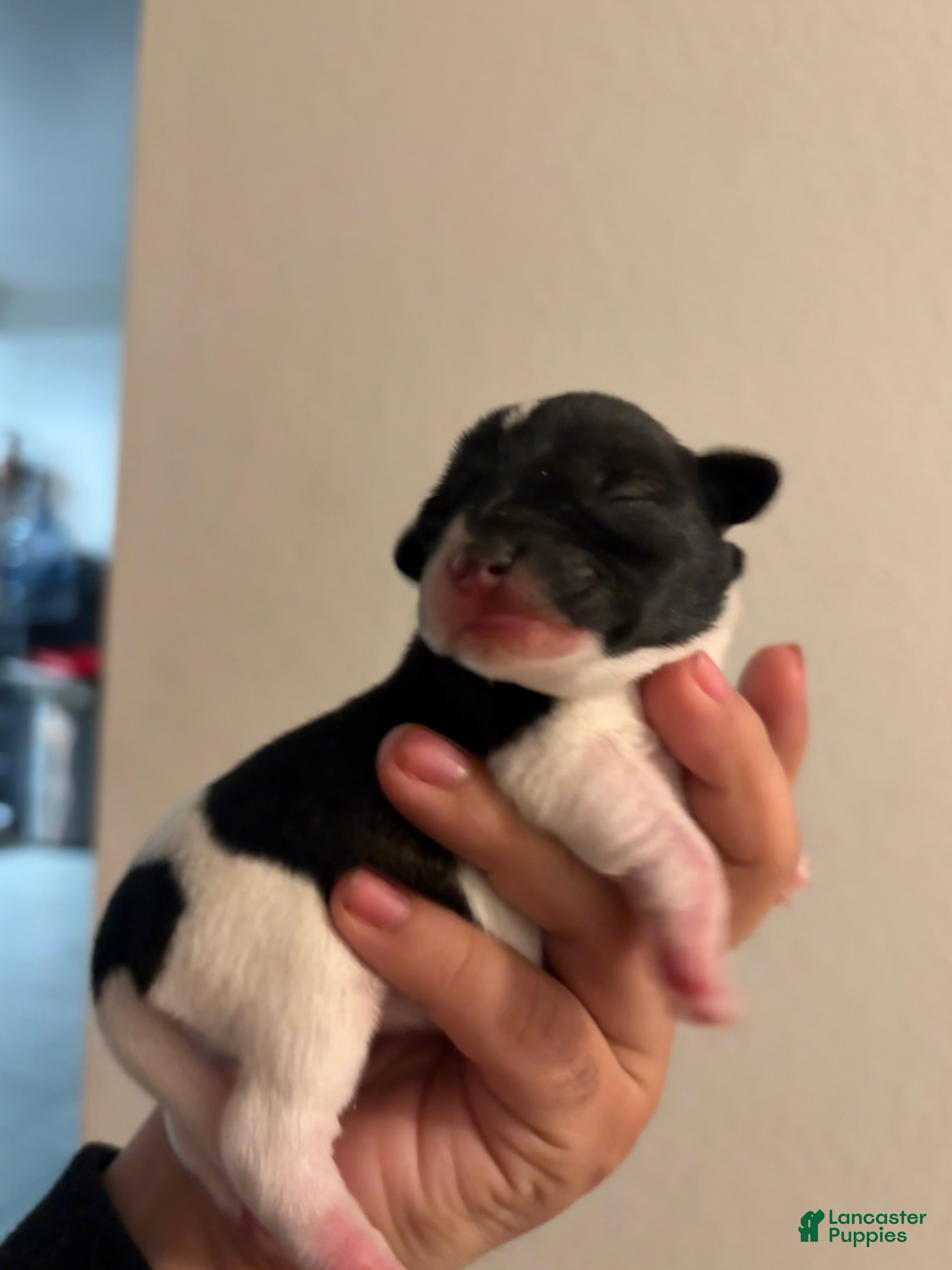 Miniature Schnauzer dogs Miniature Schnauzer Puppy 1 - Ad 9
