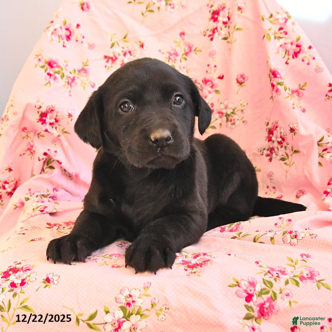 Labrador Retriever dogs for sale: Bessy - Ad 2