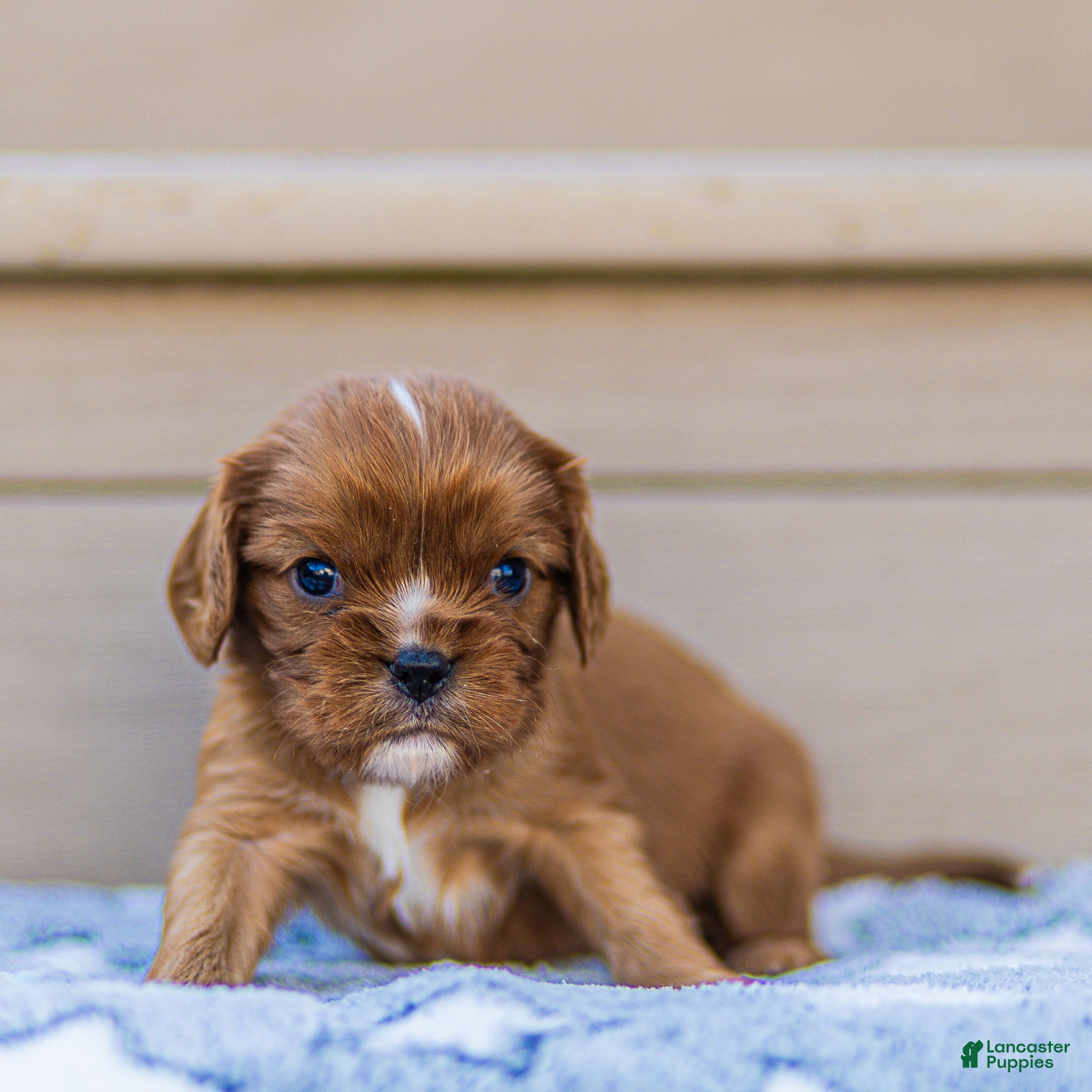 Cavalier King Charles Spaniel dogs Finn Cavalier King Charles Spaniel  - Ad 1
