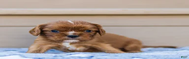 Finn Cavalier King Charles Spaniel 