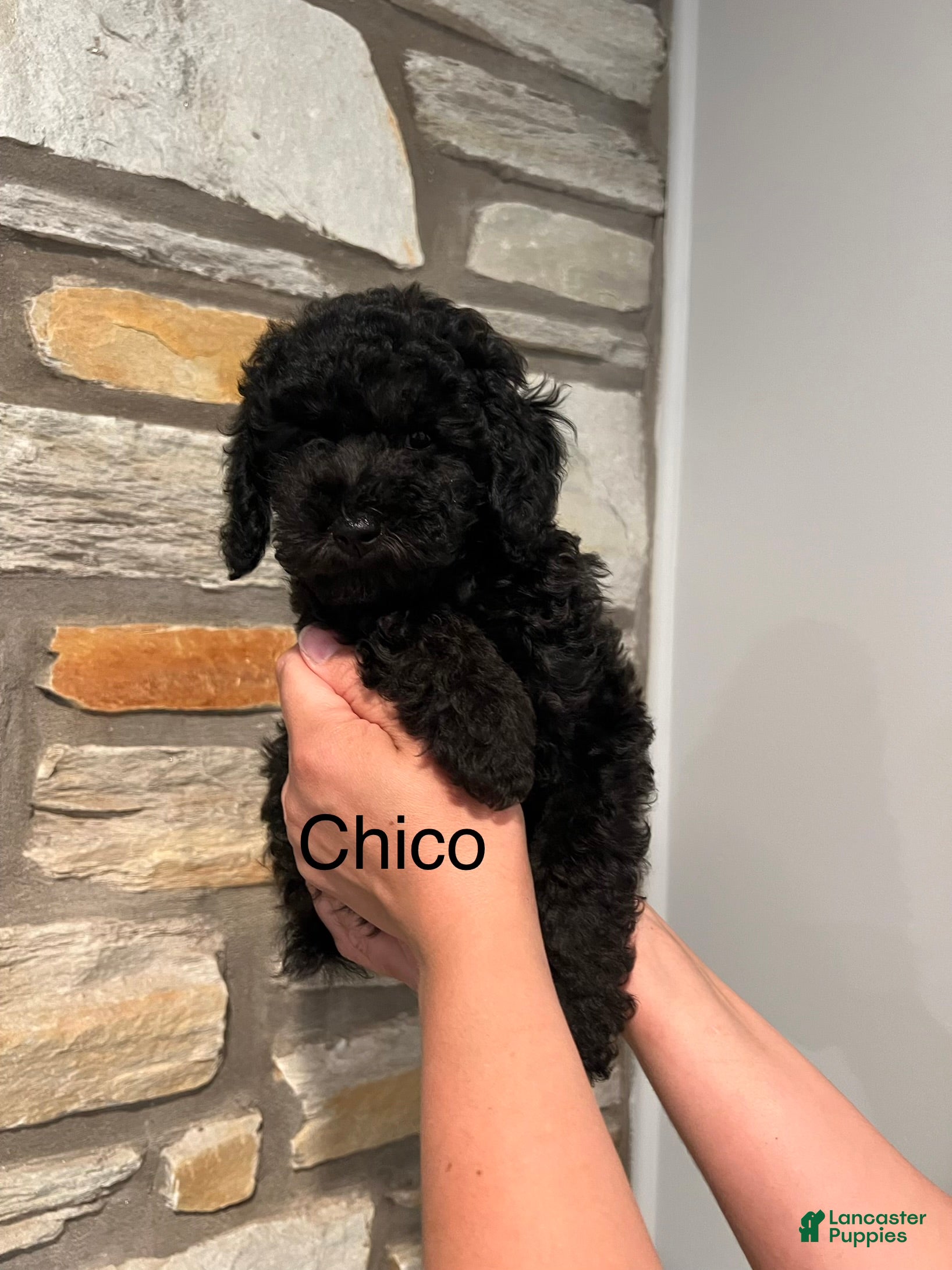 Miniature Poodle dogs Chico - Ad 1