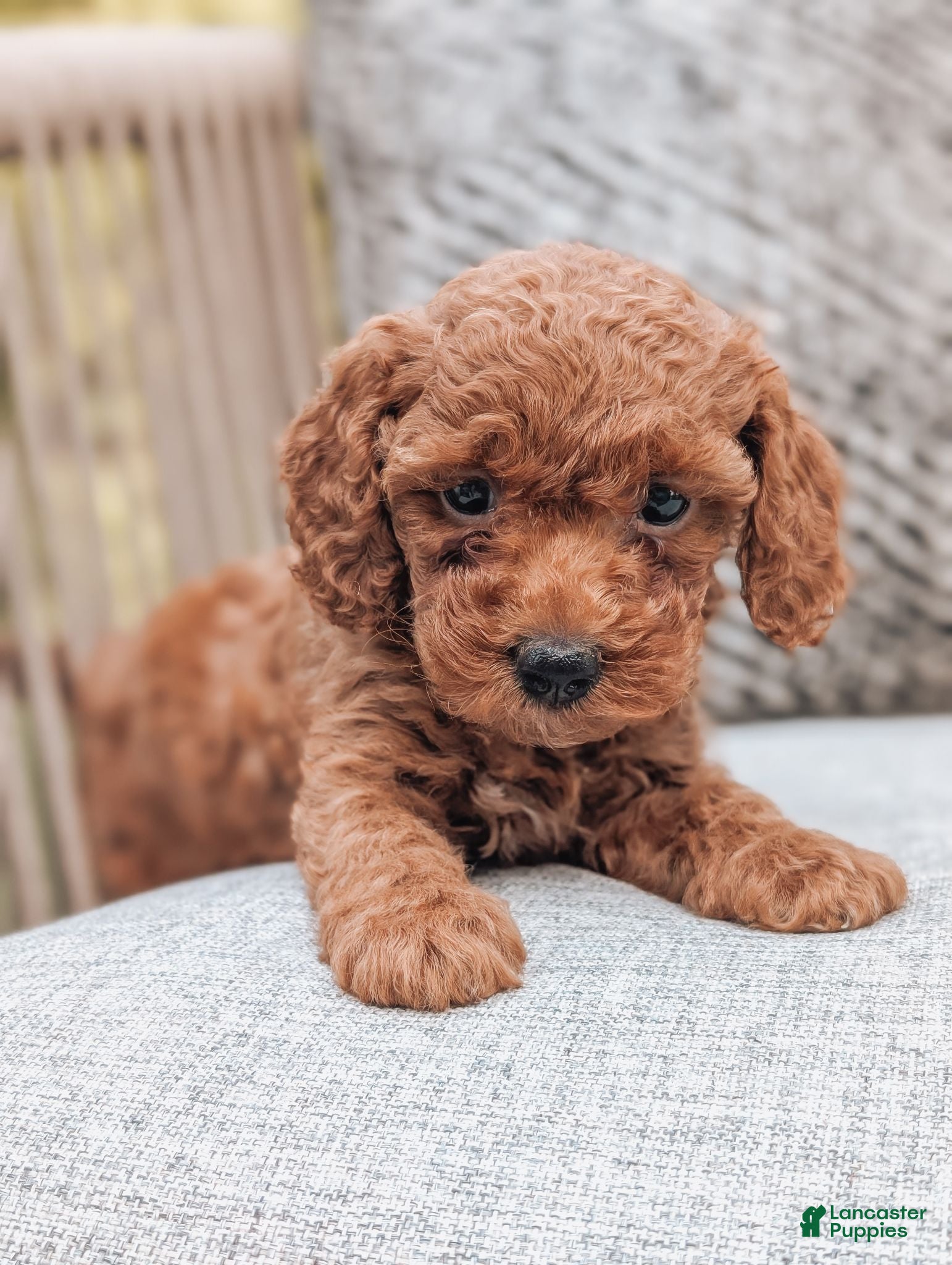 Miniature Poodle dogs Bella - Ad 2