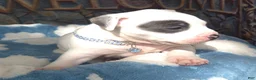 American Bully dogs for sale: "THA ROCK" WHITE WITH MERLE PATCHES - Ad 2