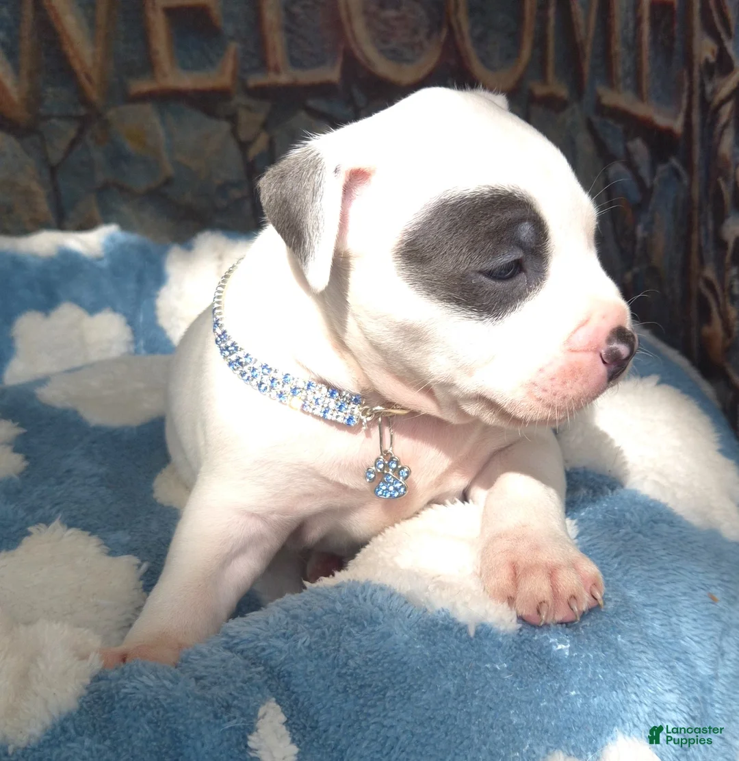 American Bully dogs for sale: "THA ROCK" WHITE WITH MERLE PATCHES - Ad 2