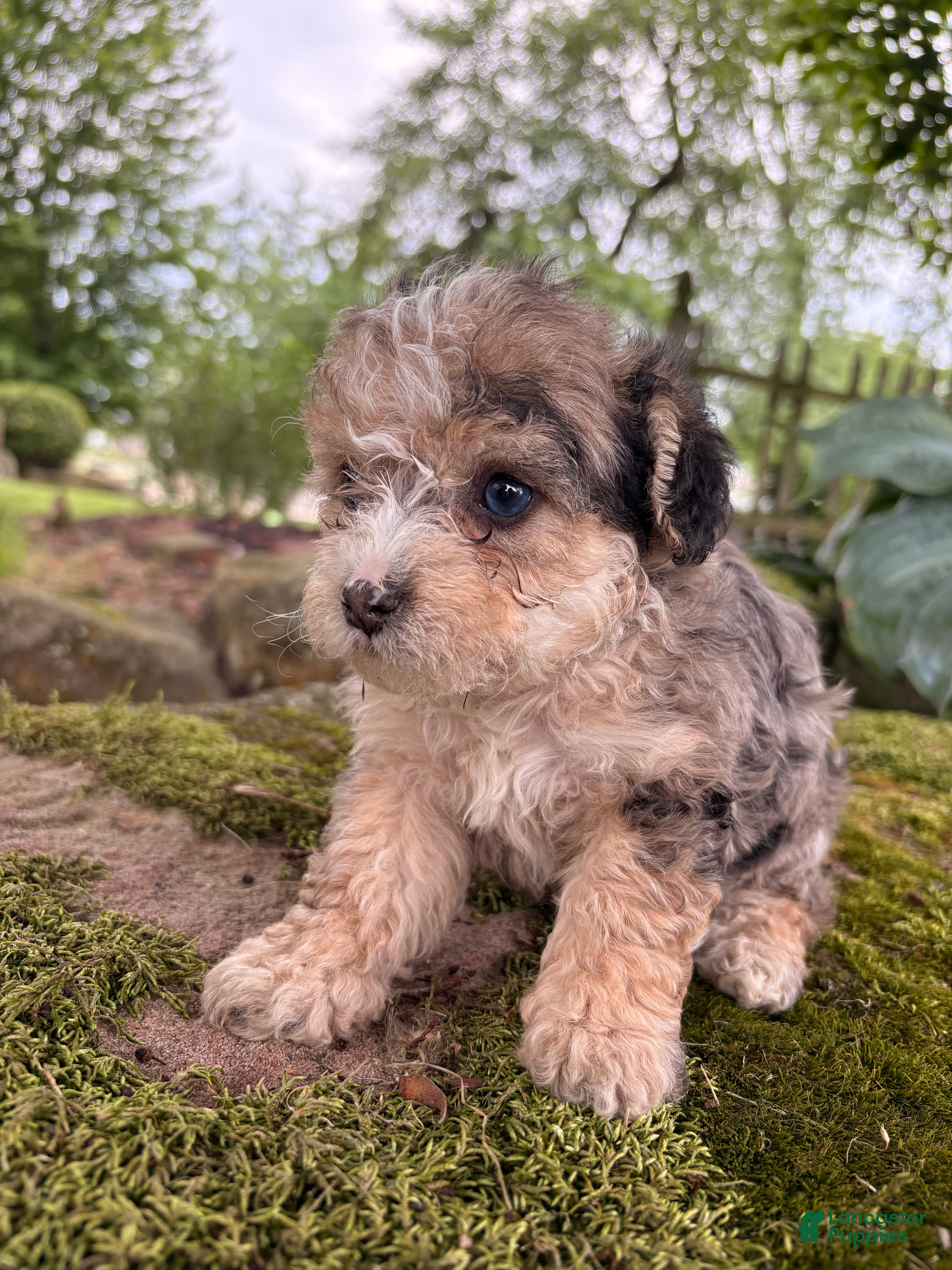 Corgipoo dogs Dougie-F1B-CorgiPoo Merle - Ad 1