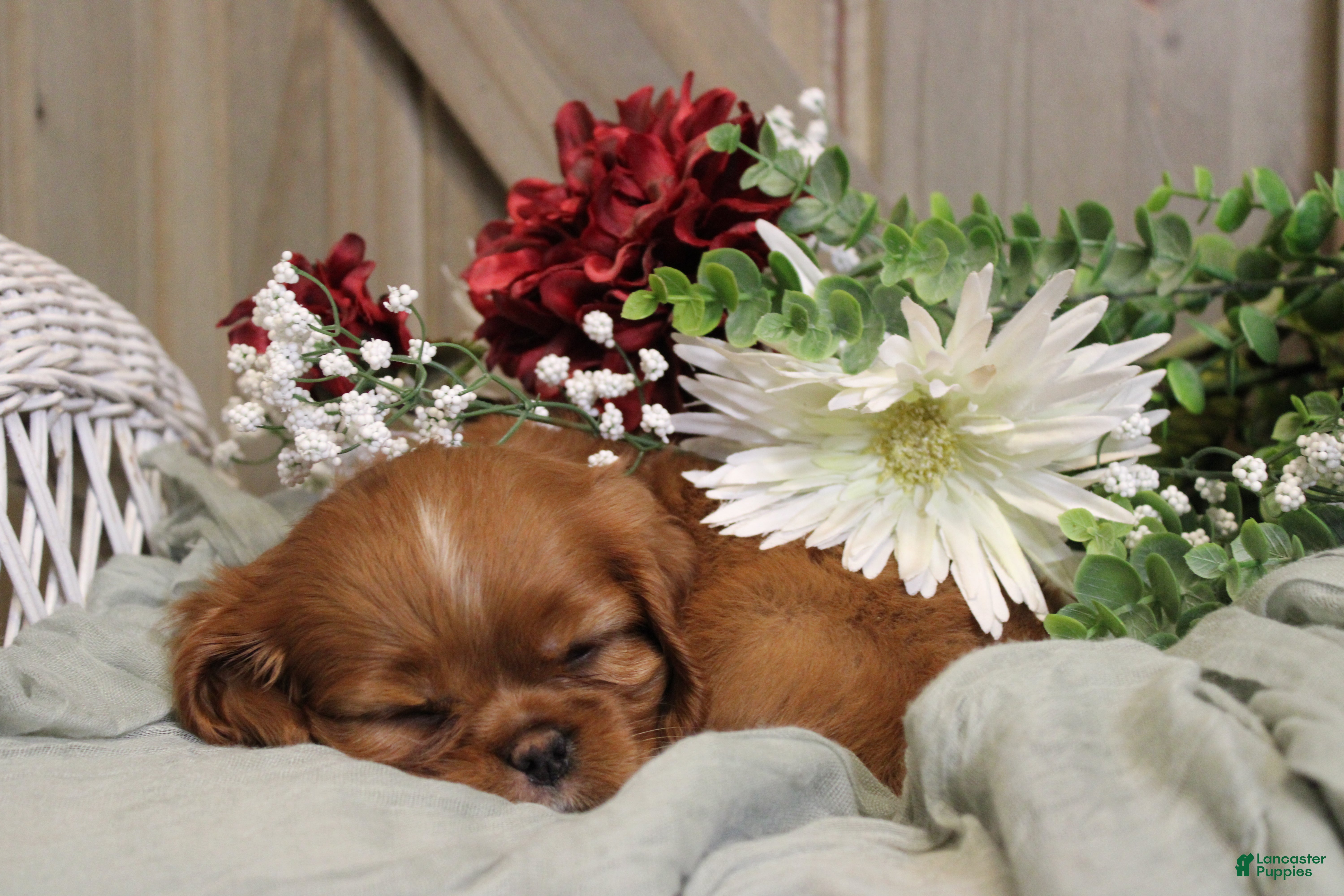 Cavalier King Charles Spaniel dogs for sale: Willow - Ad 1