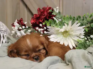 Cavalier King Charles Spaniel dogs for sale: Willow - Ad 3