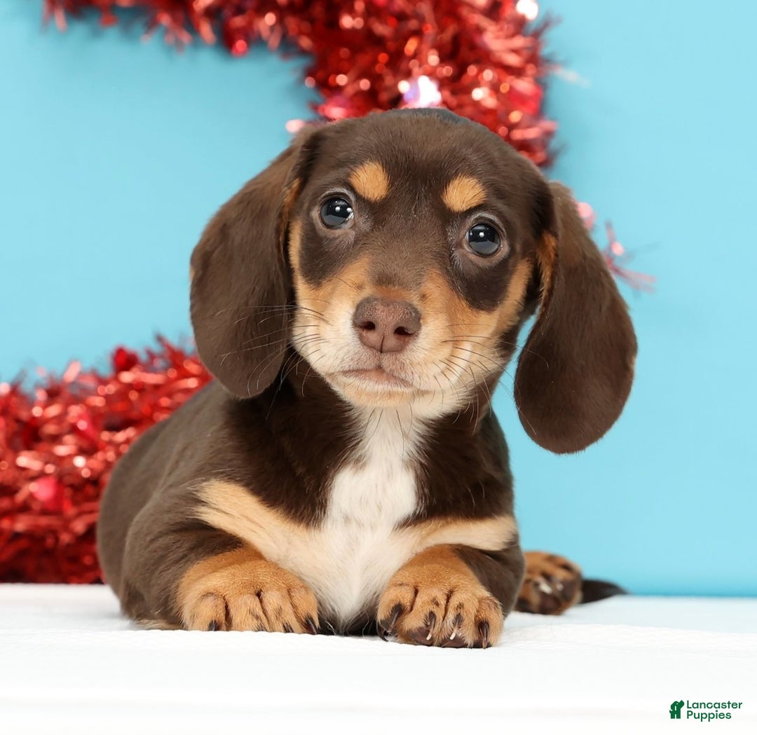 Miniature Dachshund dogs for sale: Kendra - Ad 2