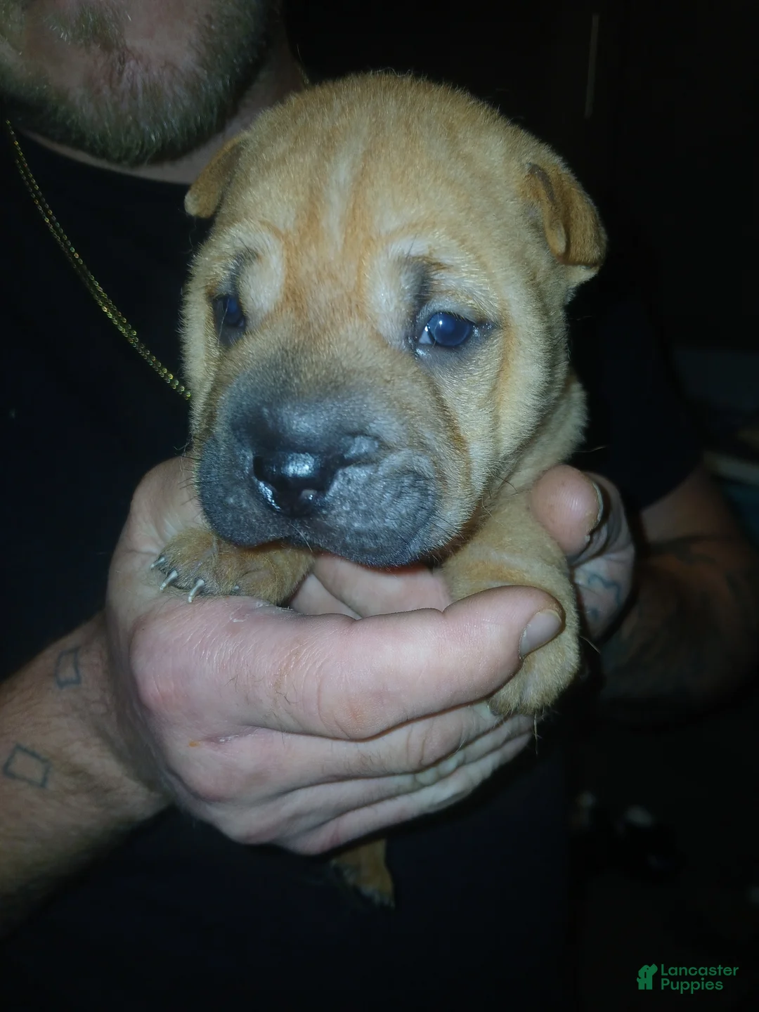 Shar Pei dogs for sale: Shar Pei Puppy 5 - Ad 1