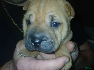 Shar Pei dogs Shar Pei Puppy 5 - Ad 6