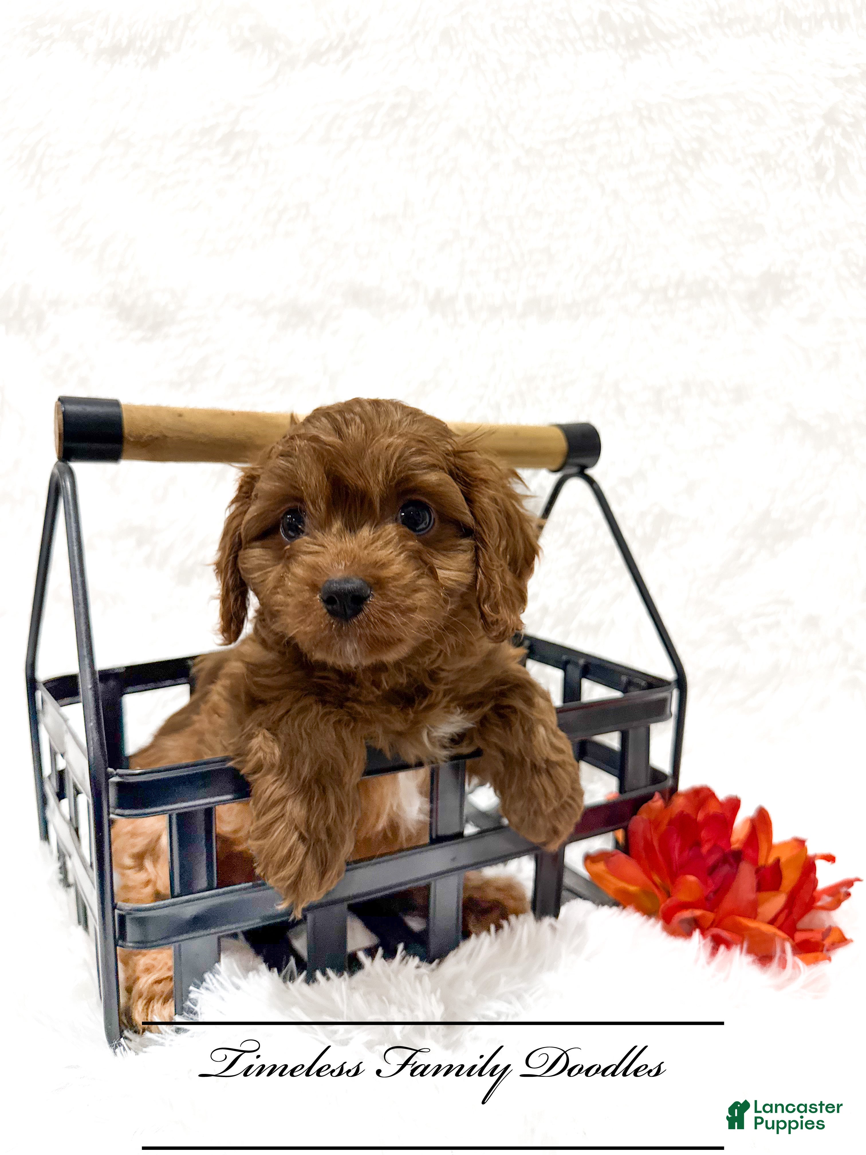 Cavapoo dogs Pluto - Ad 1