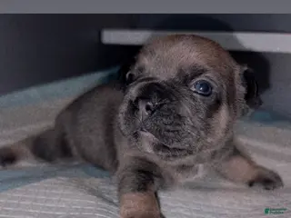 French Bulldog dogs for sale: French Bulldog Puppy 2 - Ad 1