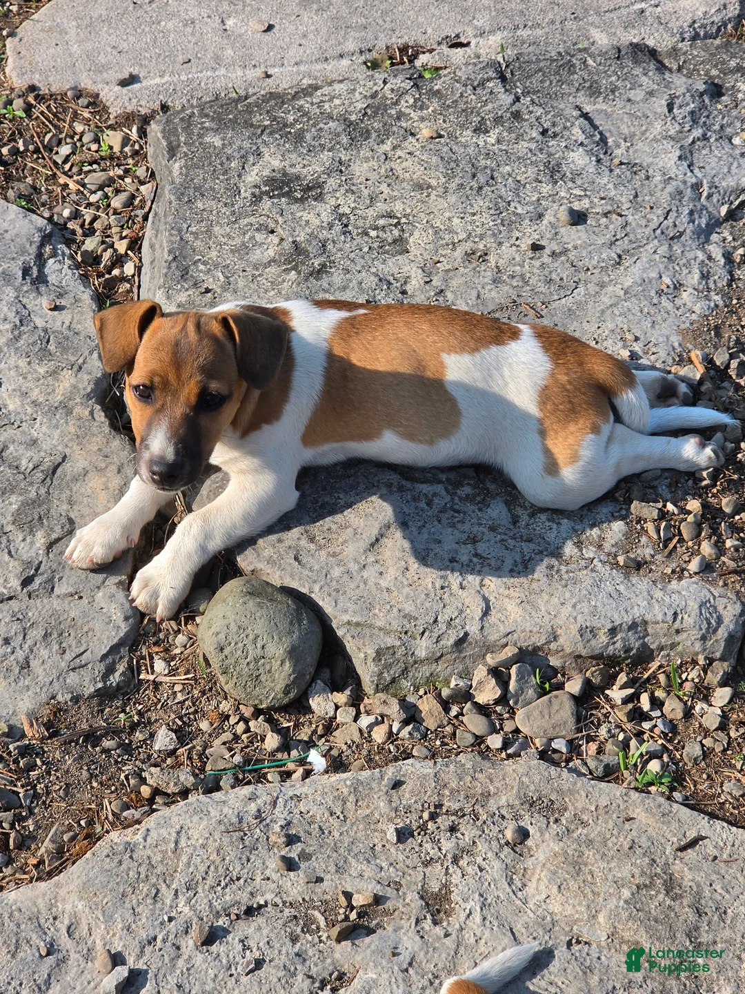 Jack Russell Terrier dogs for sale: Jack Russell Terrier 2 - Ad 1