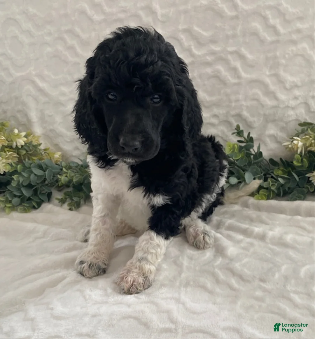 Standard Poodle dogs for sale: Katie- genetic clear - Ad 2