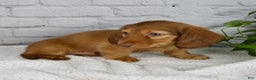 Miniature Dachshund dogs for sale: Durant - Ad 7