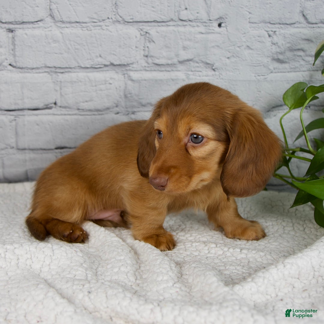 Miniature Dachshund dogs for sale: Durant - Ad 7