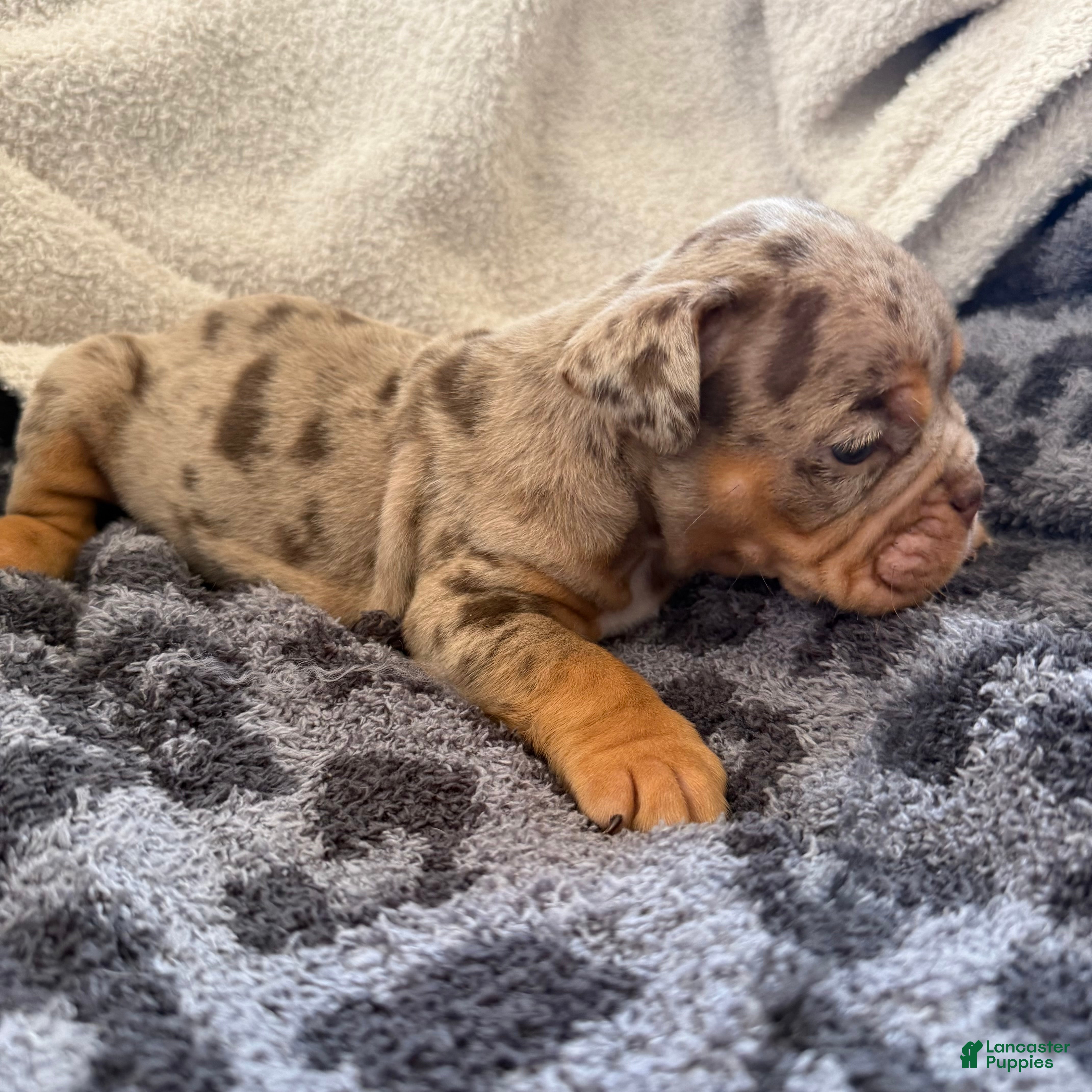 Olde English Bulldogge dogs Tri Chocolate Merle  - Ad 1