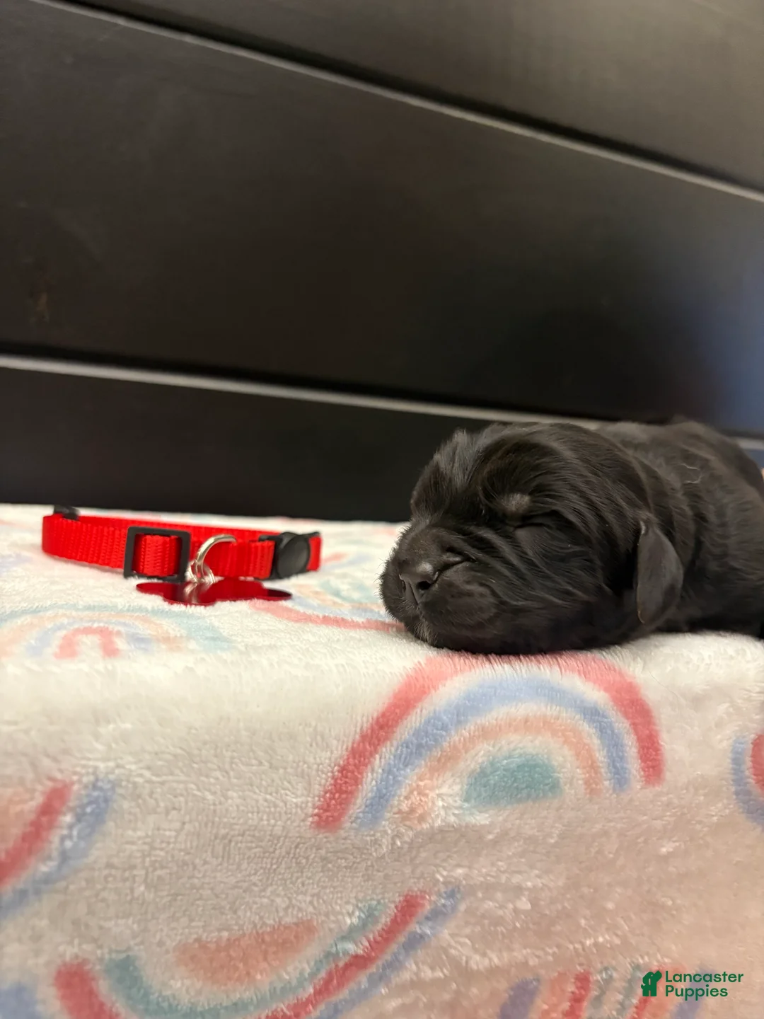 Newfoundland dogs for sale: Bae - Ad 2