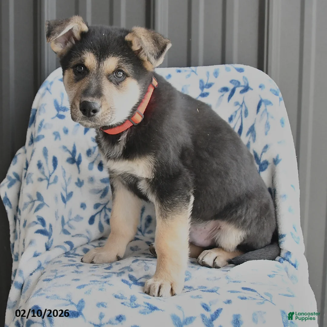 German Shepherd dogs for sale: Vito - Ad 2