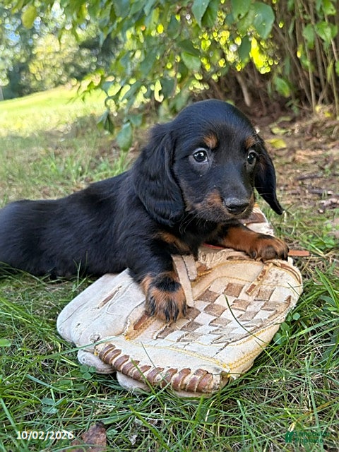Dachshund dogs Teddy - Ad 2