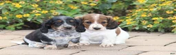 Miniature Dachshund dogs for sale: Snuggles - Ad 5