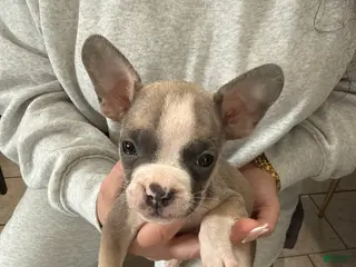 Mixed Breed dogs Mixed Breed Puppy 2 - Ad 11