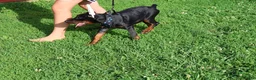 Doberman Pinscher dogs for sale: Doberman Pinscher 1 - Ad 22