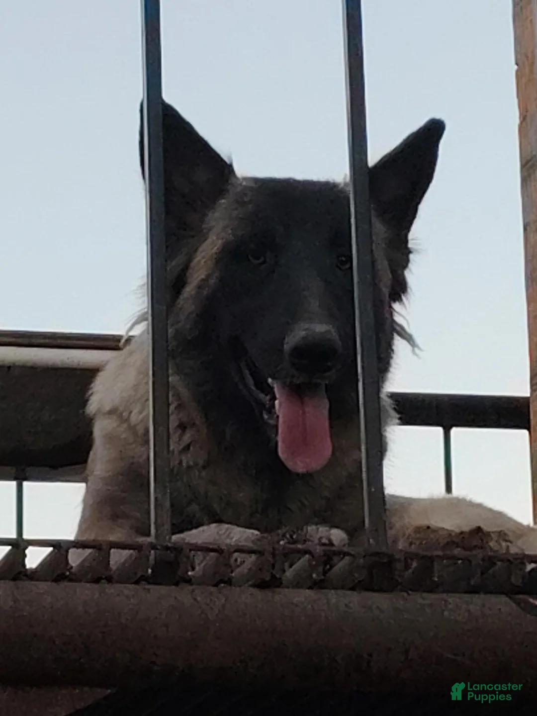 Mixed Breed dogs for sale: Mixed Breed 10 - Ad 2