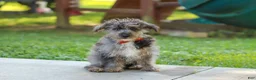 Yorkiepoo dogs for sale: Winston - Ad 5