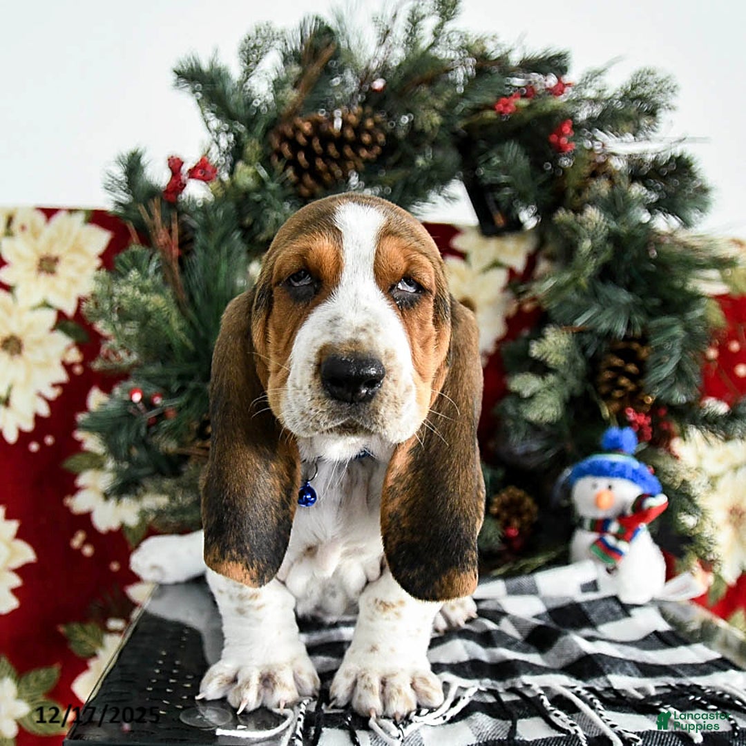 Basset Hound dogs for sale: Felix - Ad 4