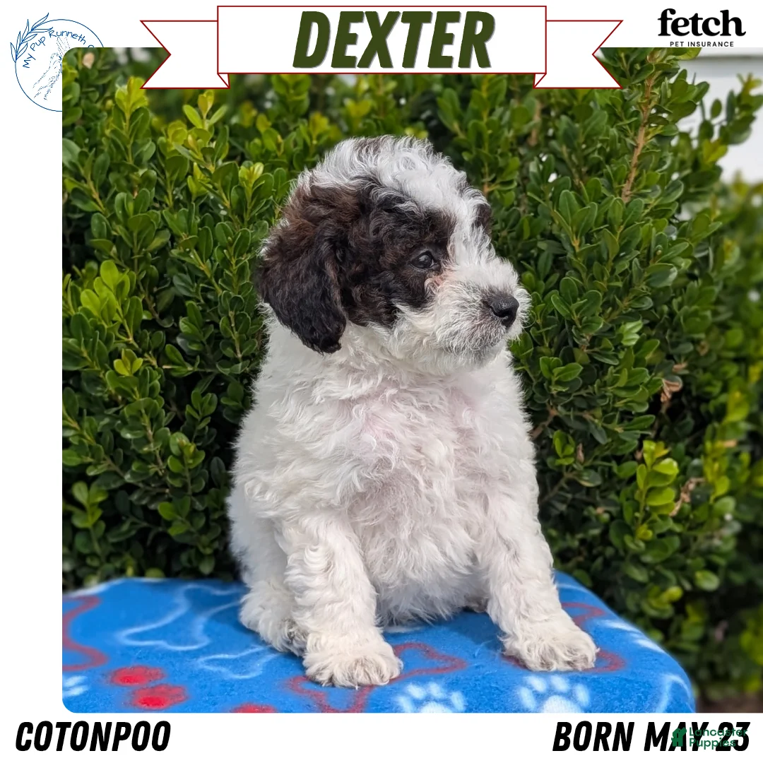 Mixed Breed dogs for sale: Dexter - Ad 1