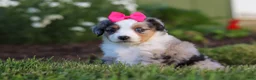 Miniature Australian Shepherd dogs for sale: Daisy - Ad 5