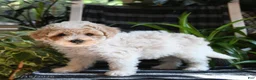Bichpoo dogs for sale: Baxter - Ad 3
