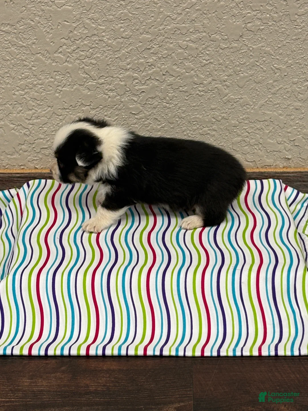 Welsh Corgi Pembroke dogs for sale: Jax - Ad 1