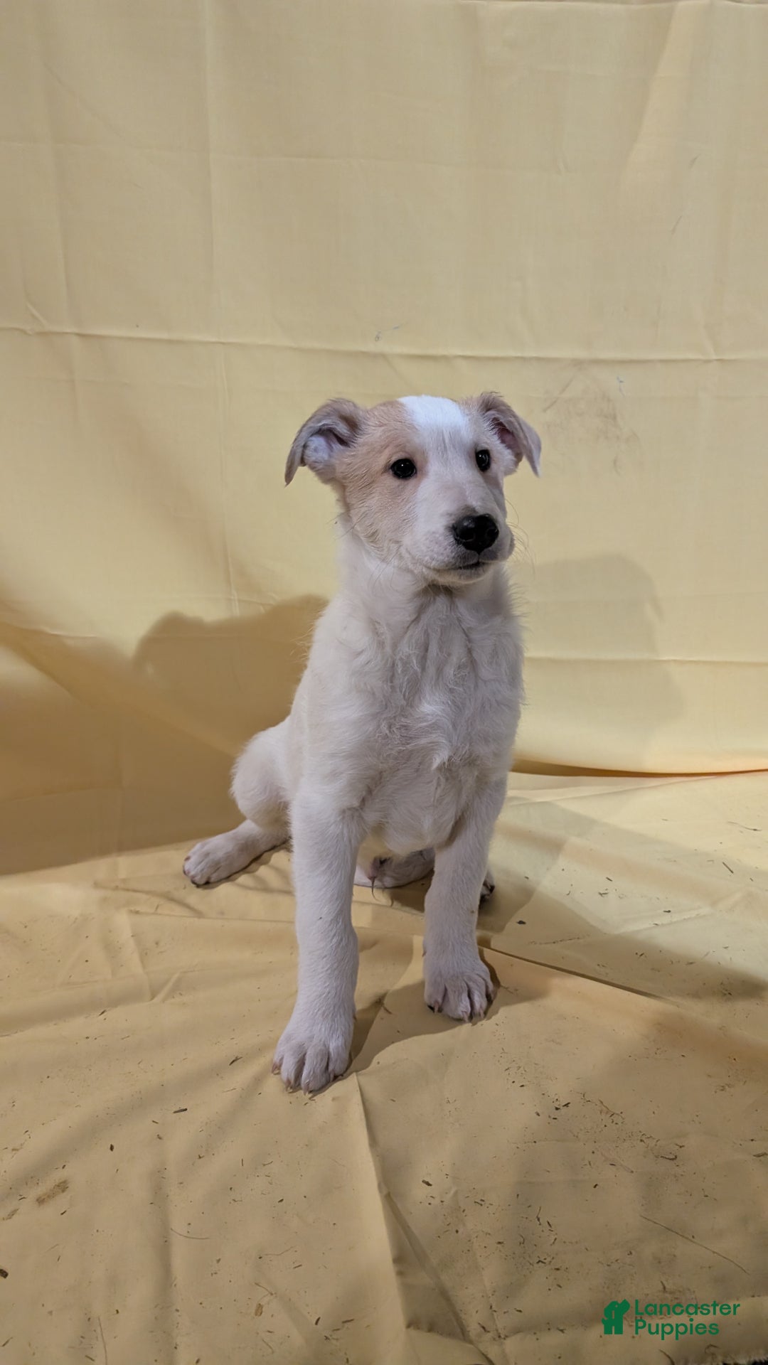 Mixed Breed dogs for sale: Mixed Breed Puppy 6 - Ad 1