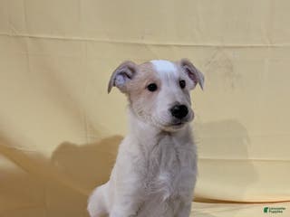 Mixed Breed dogs Mixed Breed Puppy 6 - Ad 36