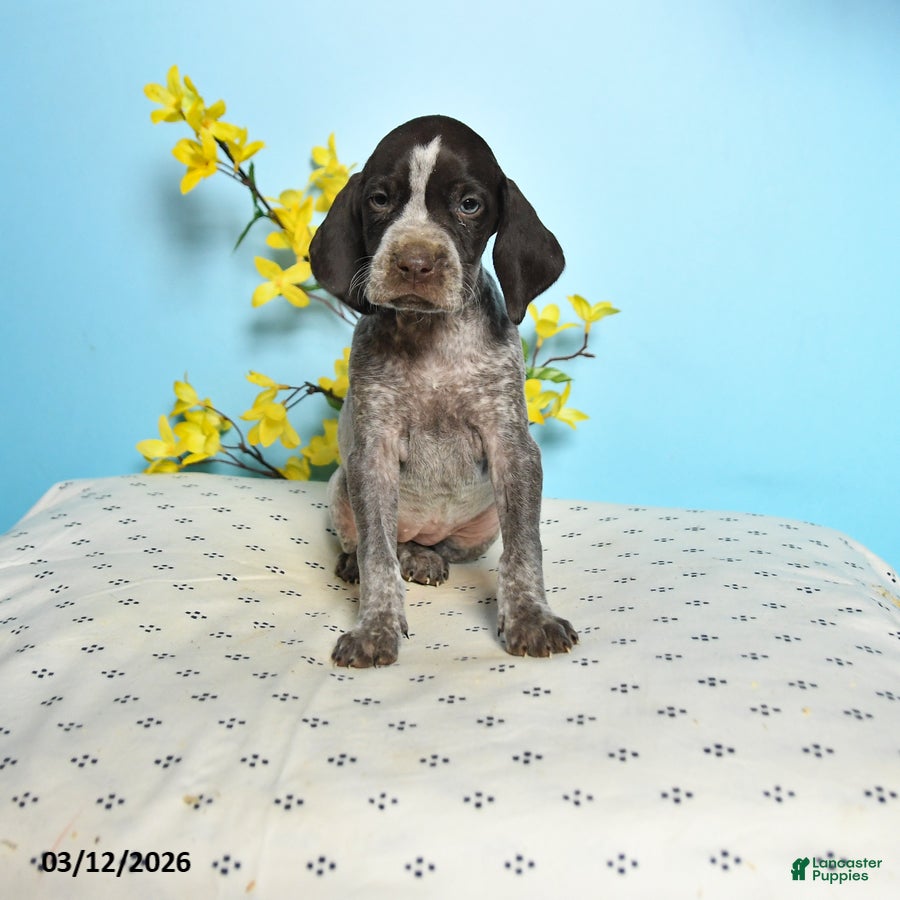 German Shorthaired Pointer dogs Tammy - Ad 1