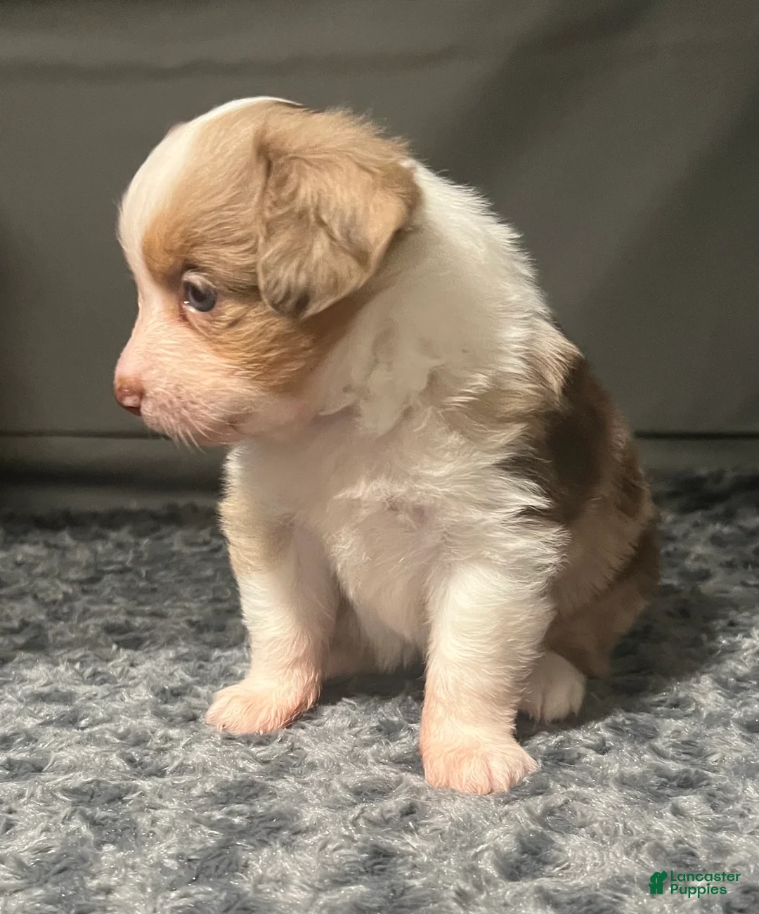 Toy Australian Shepherd dogs for sale: Toy Australian Shepherd Minnie Mouse - Ad 2