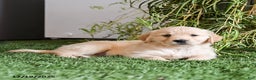 Golden Retriever dogs for sale: Muffin - Ad 3