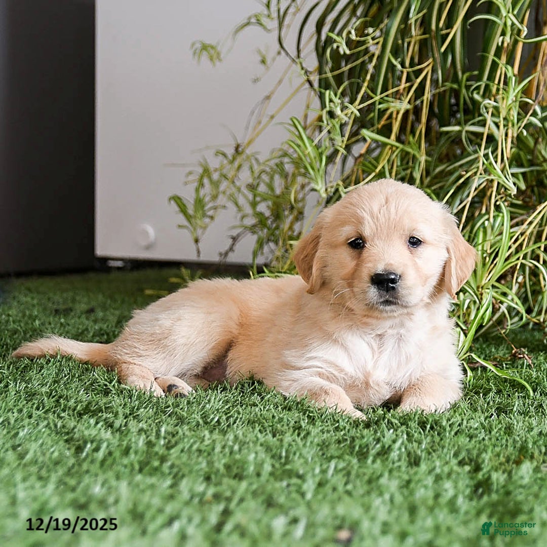 Golden Retriever dogs for sale: Muffin - Ad 3
