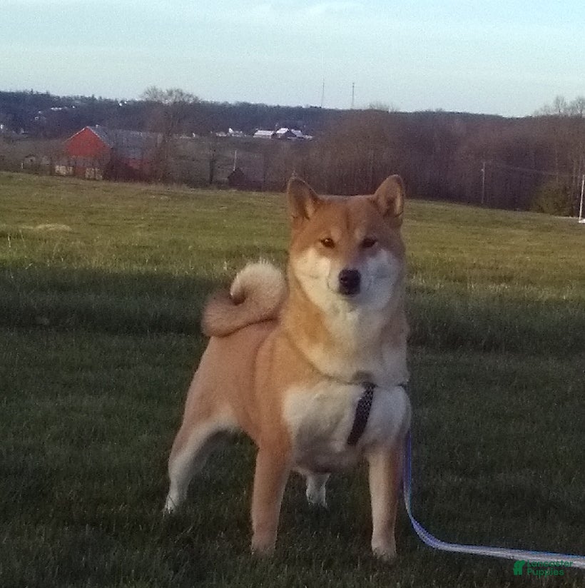 Shiba Inu dogs Liz - Ad 14
