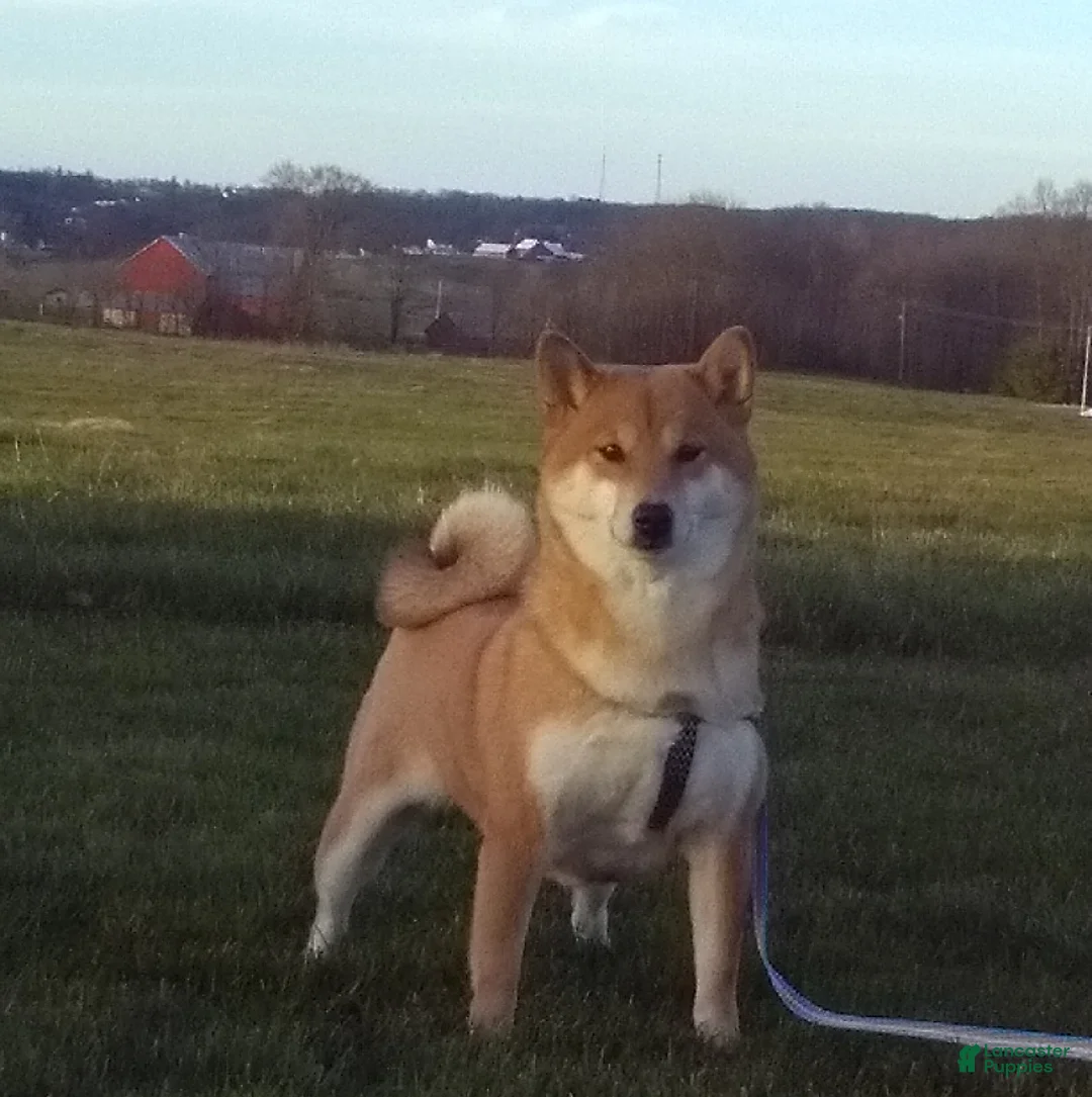 Shiba Inu dogs for sale: Liz - Ad 1