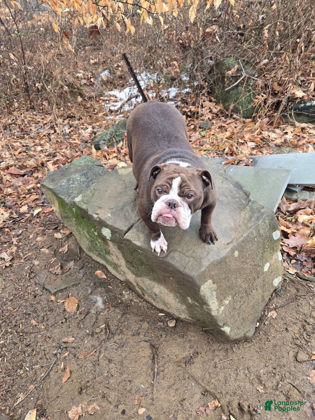 English Bulldog dogs for sale: Penny Lane - Ad 3