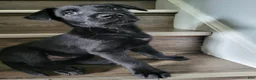 Mixed Breed dogs for sale: Seige - Ad 10