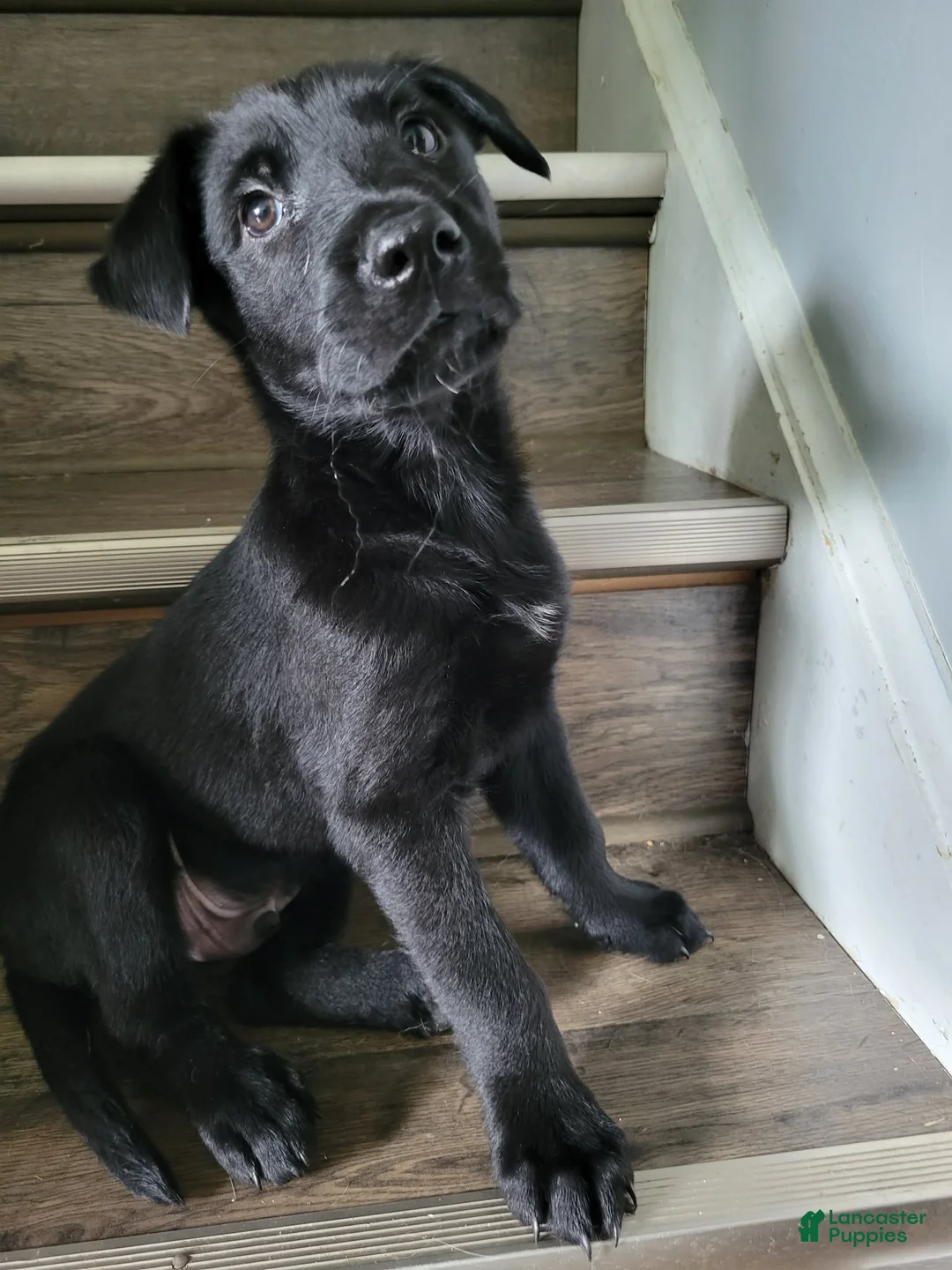 Mixed Breed dogs for sale: Seige - Ad 10