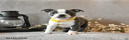 Boston Terrier dogs for sale: River - Ad 3