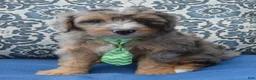Mini Aussiedoodle dogs for sale: Mini Asher - Ad 7