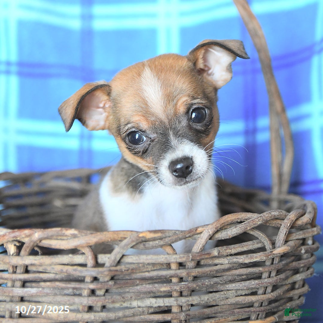 Chihuahua dogs for sale: Pepsi - Ad 4