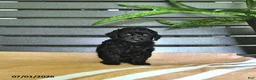 Miniature Poodle dogs for sale: Carissa - Ad 5